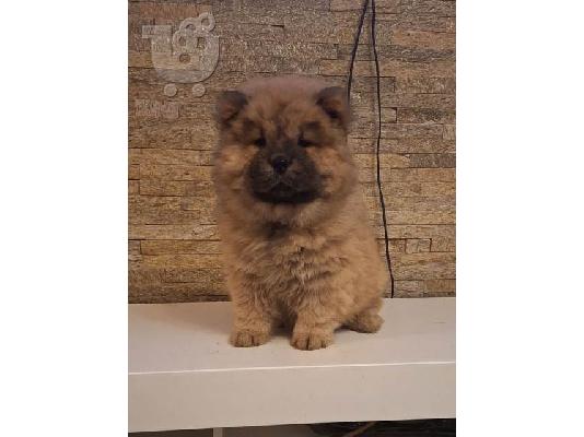 Κουτάβια Chow Chow